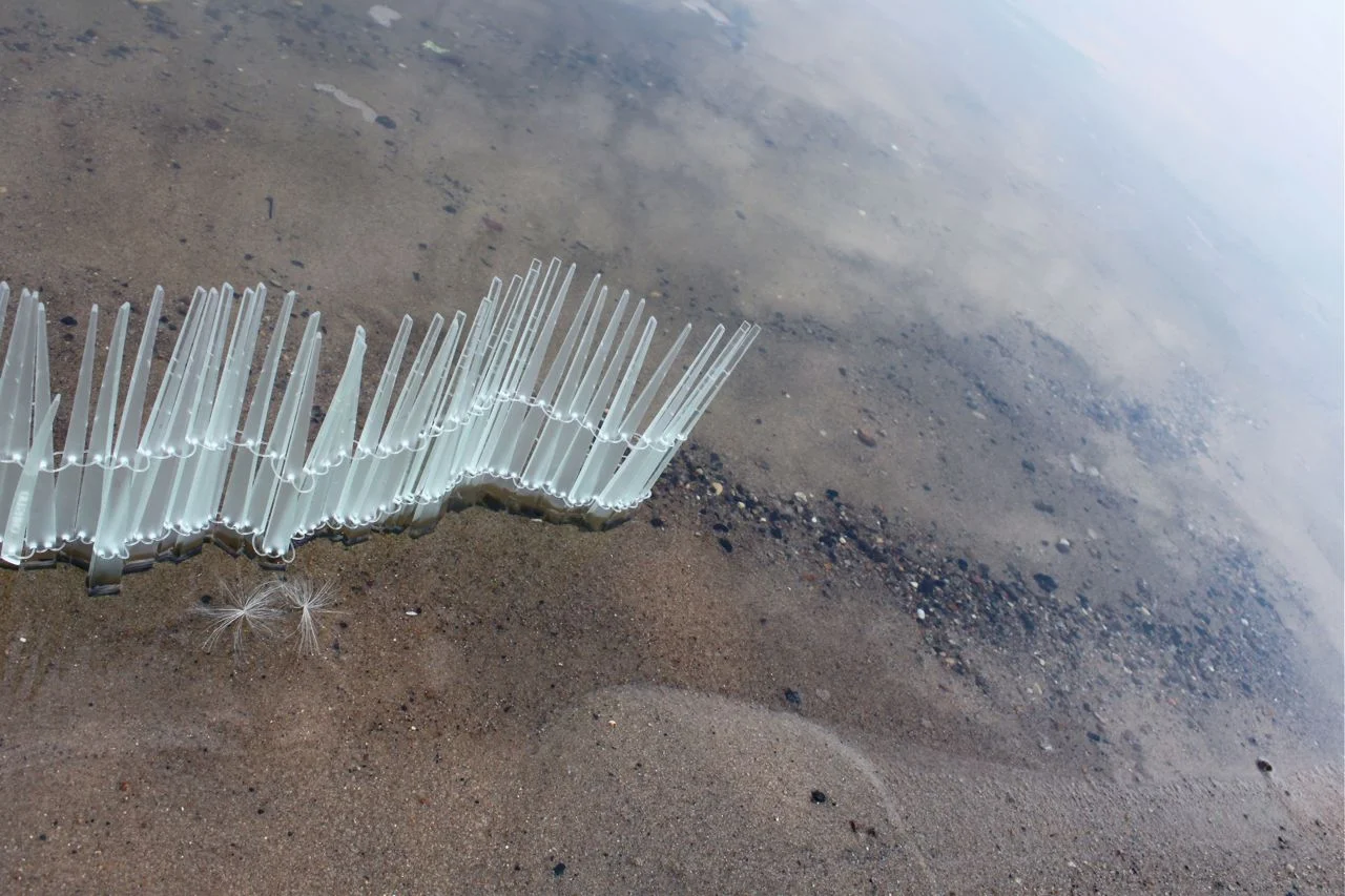 ICICLES. FOREST LAKE.