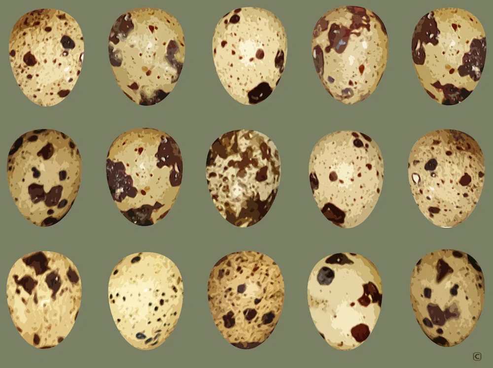 EGGS