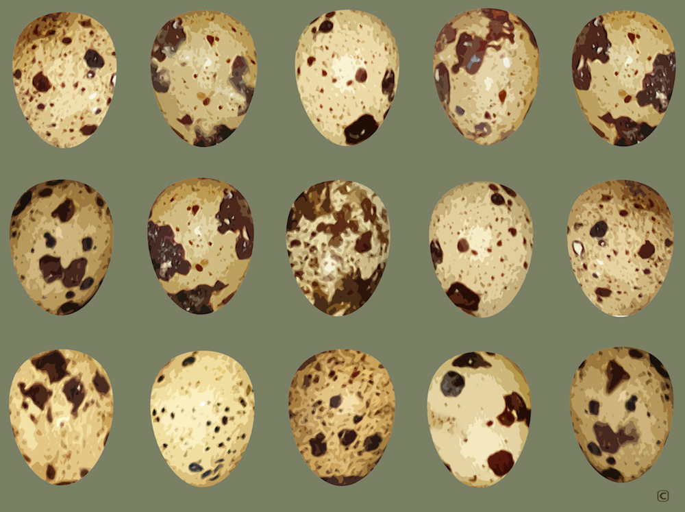 YES AND NO EGGS QUESTION