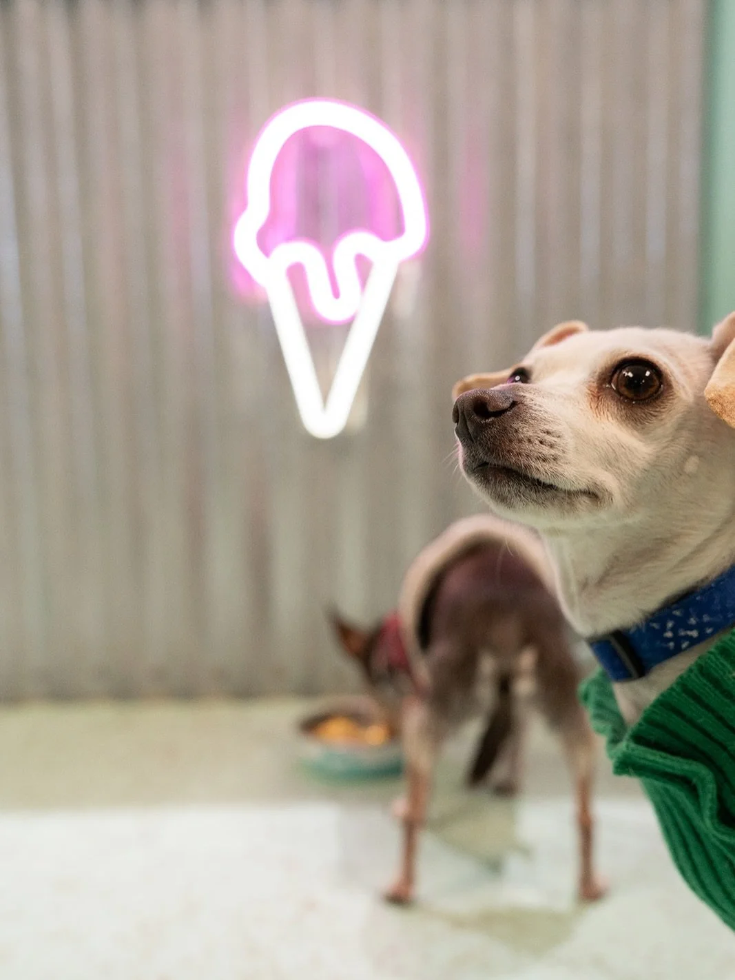 Harry, Eastern, &amp; Lucky understood the assignment 🐾📸👏🏼

Modeling for @bellsandspikespetsitting&rsquo;s new website - launching soon!

🍦 Swipe for their mug shots from an ice cream stop at the cutest shop @saltypawschicsbeach and a walk at Fi
