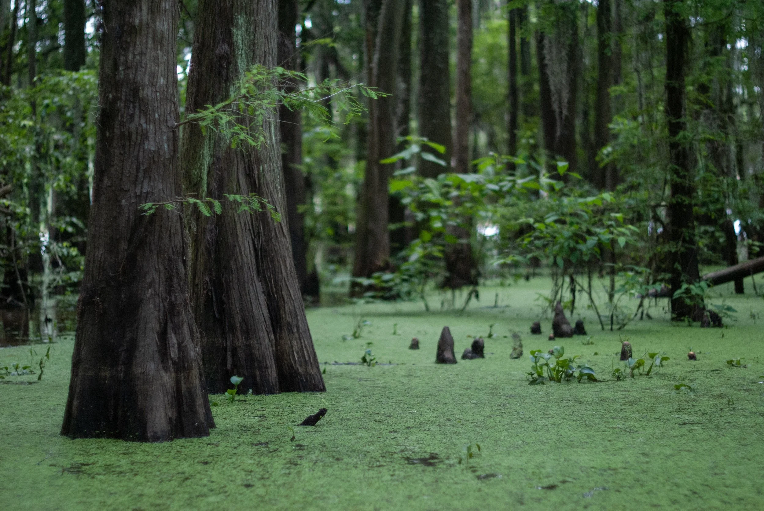 Cypress On the Water 7 copy.jpg