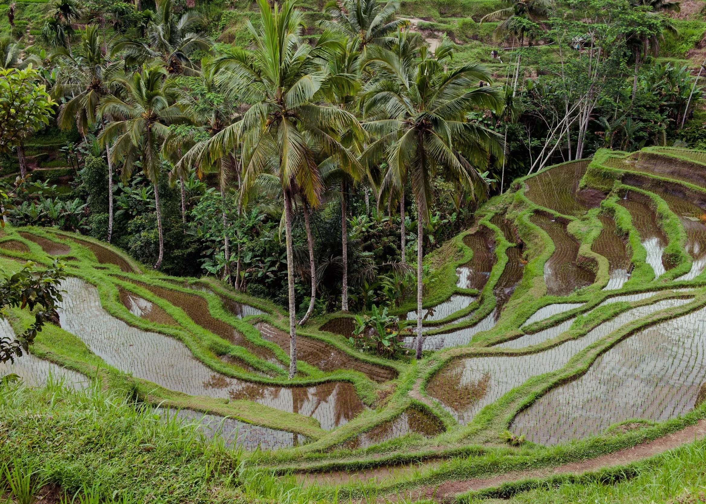 Bali_LIN_8008.jpg