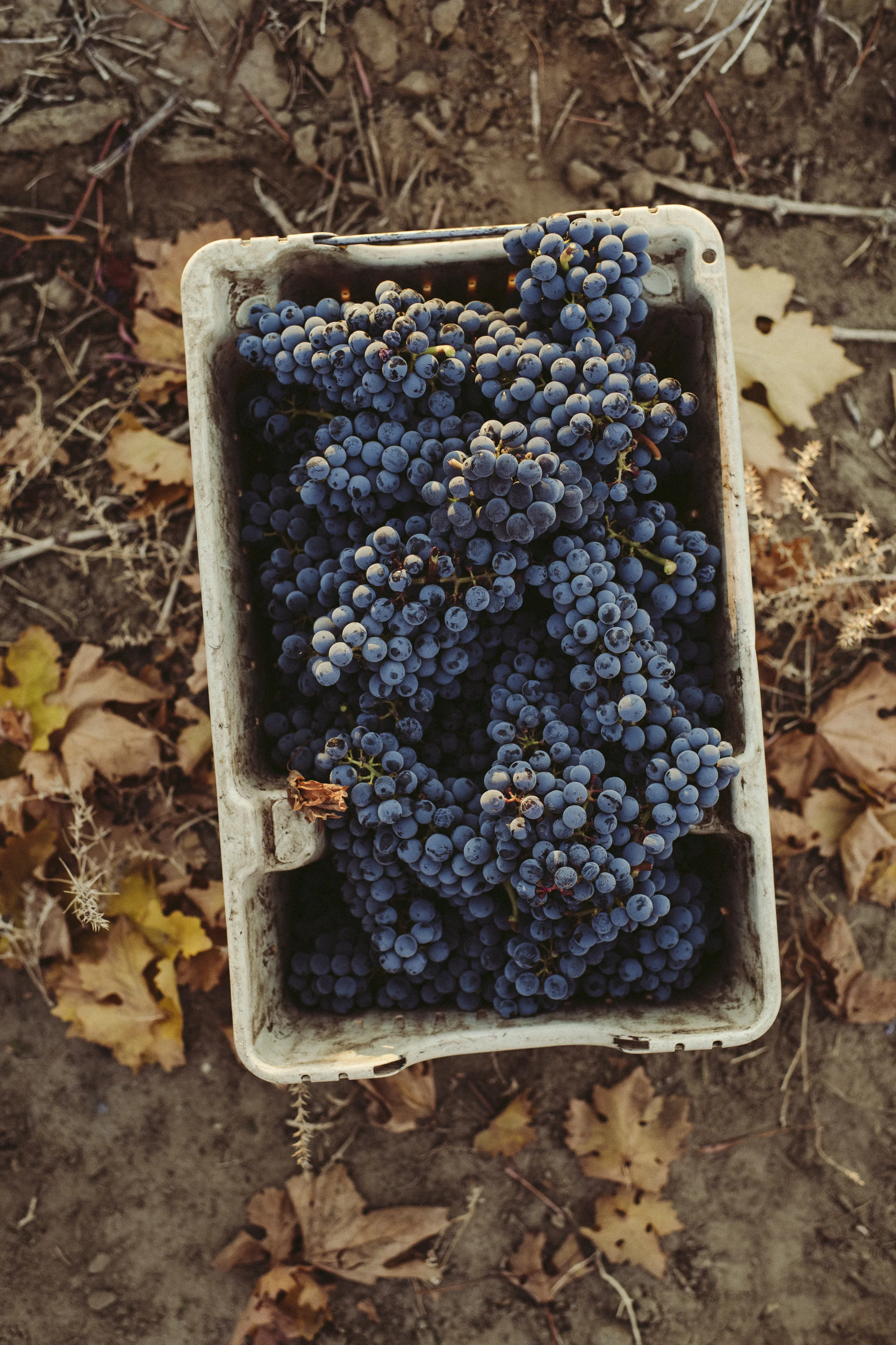 bins_fall18_matthews_BLI_3131.jpg