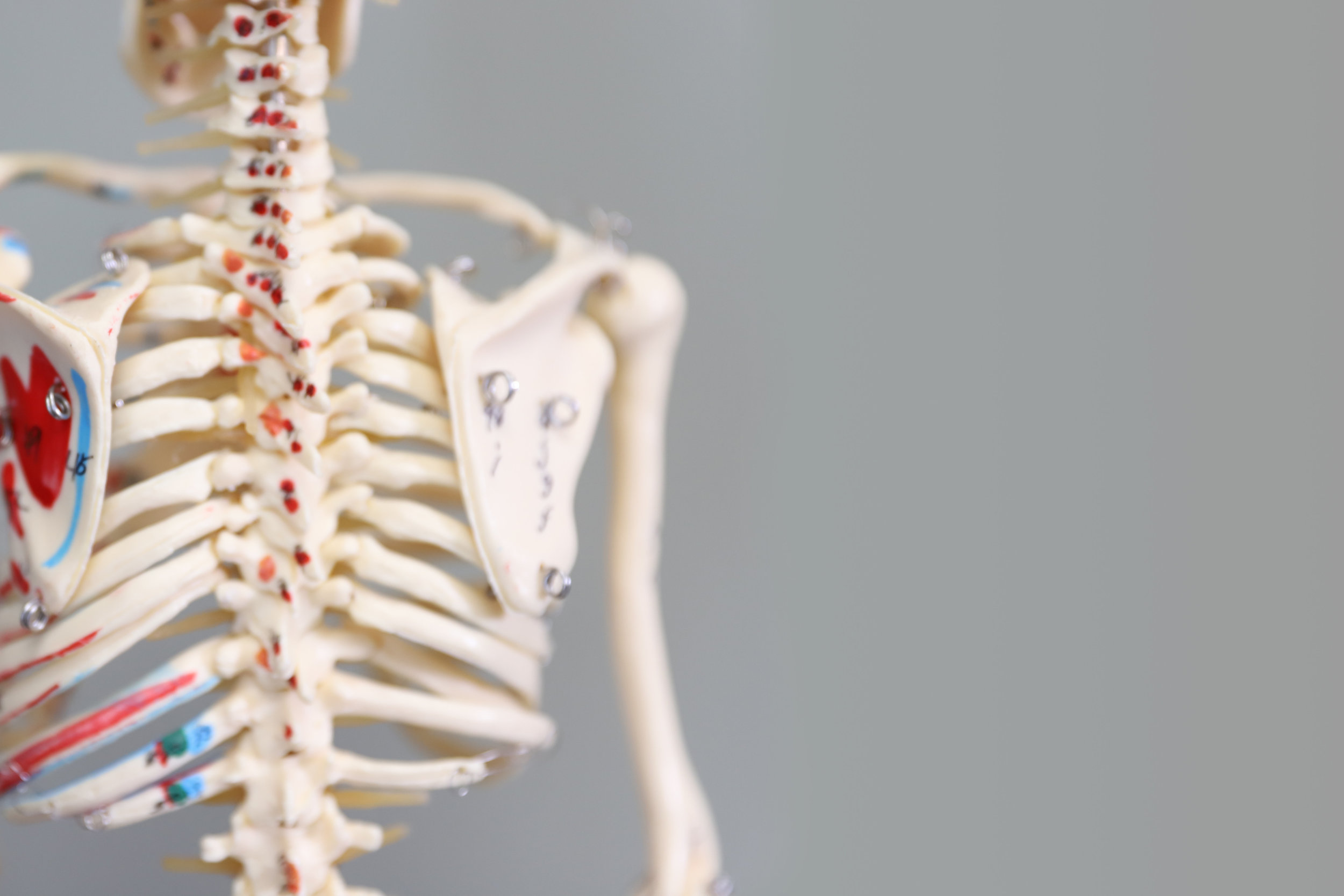 skeleton grey.jpg