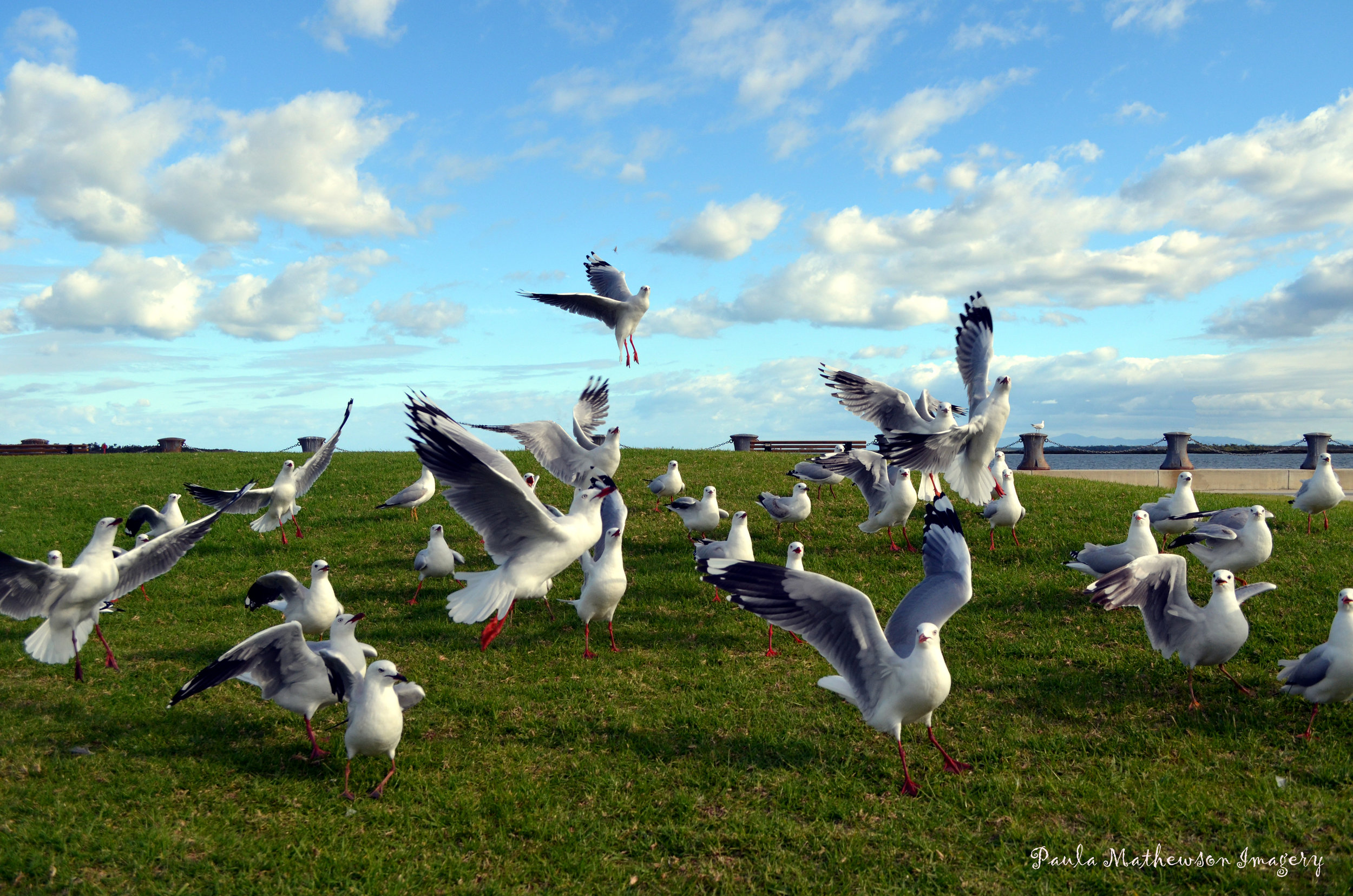 Port Albert Seagulls.jpg