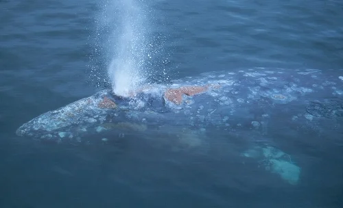 PA whales 2.jpg