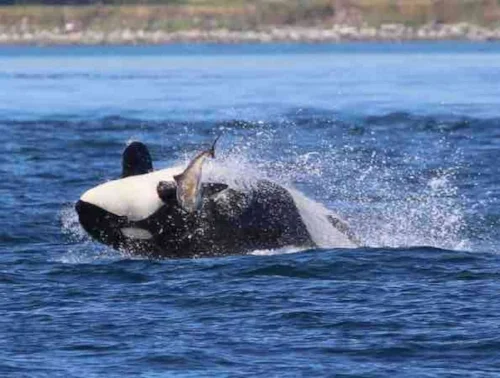 PA whales.jpg
