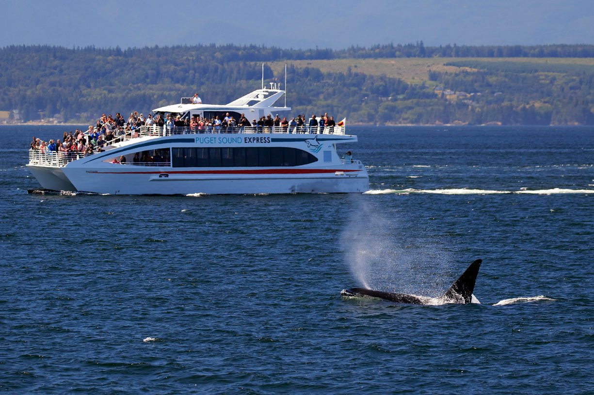 whales01.jpg