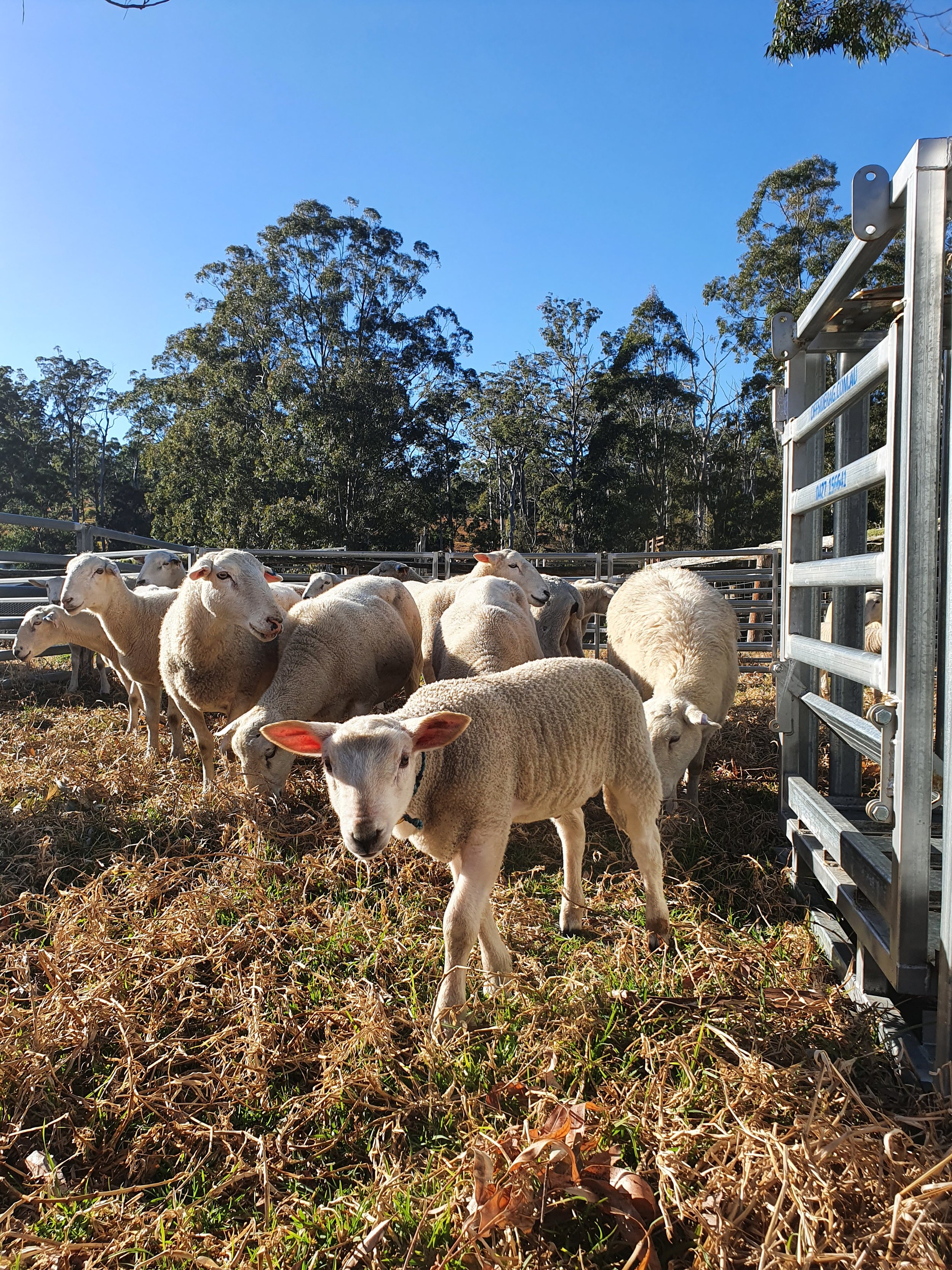 Lamb and ewes near MSH.jpg