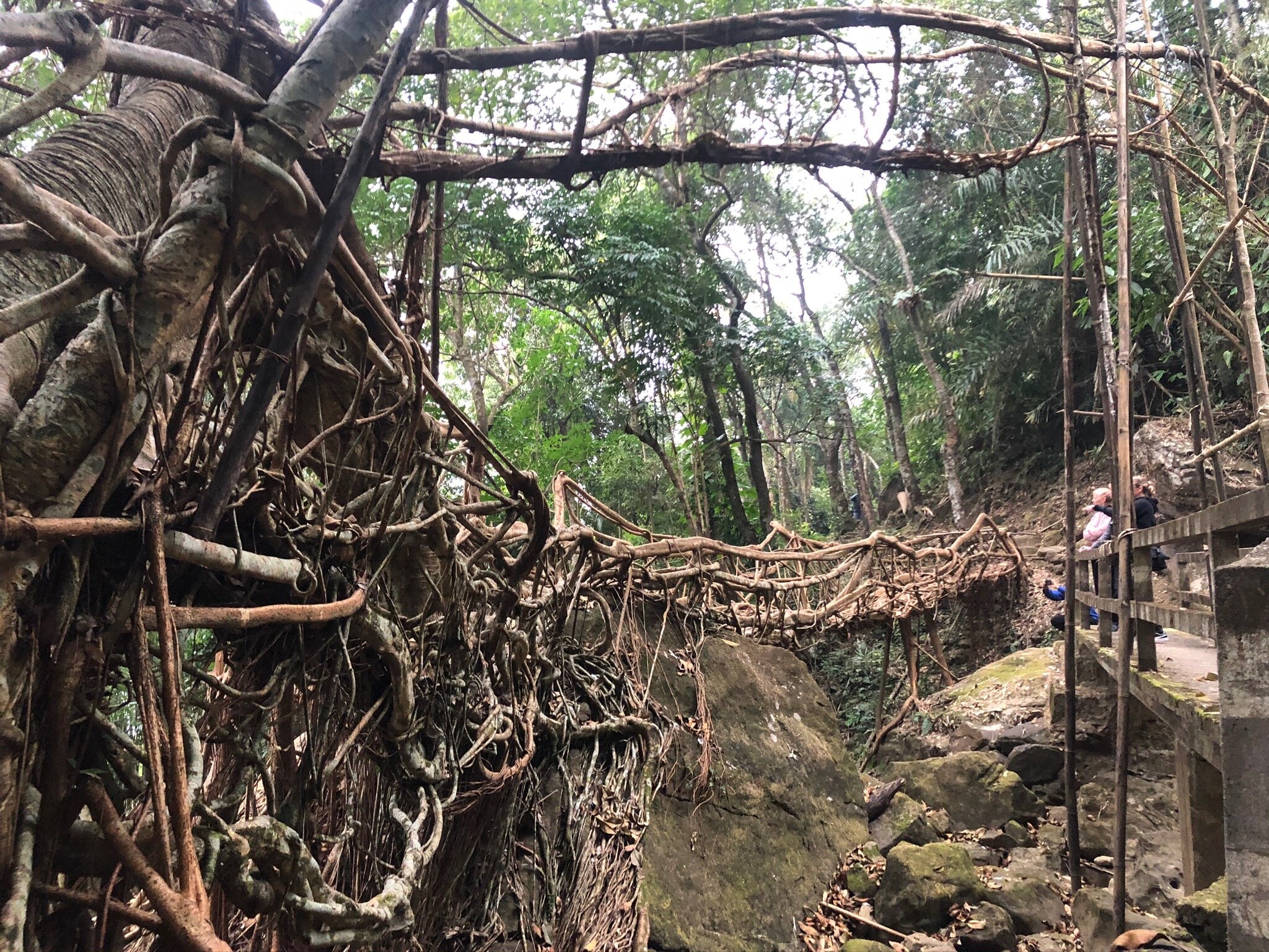 Woven Living Bridge, Meghalaya, February 2020 #2.jpg