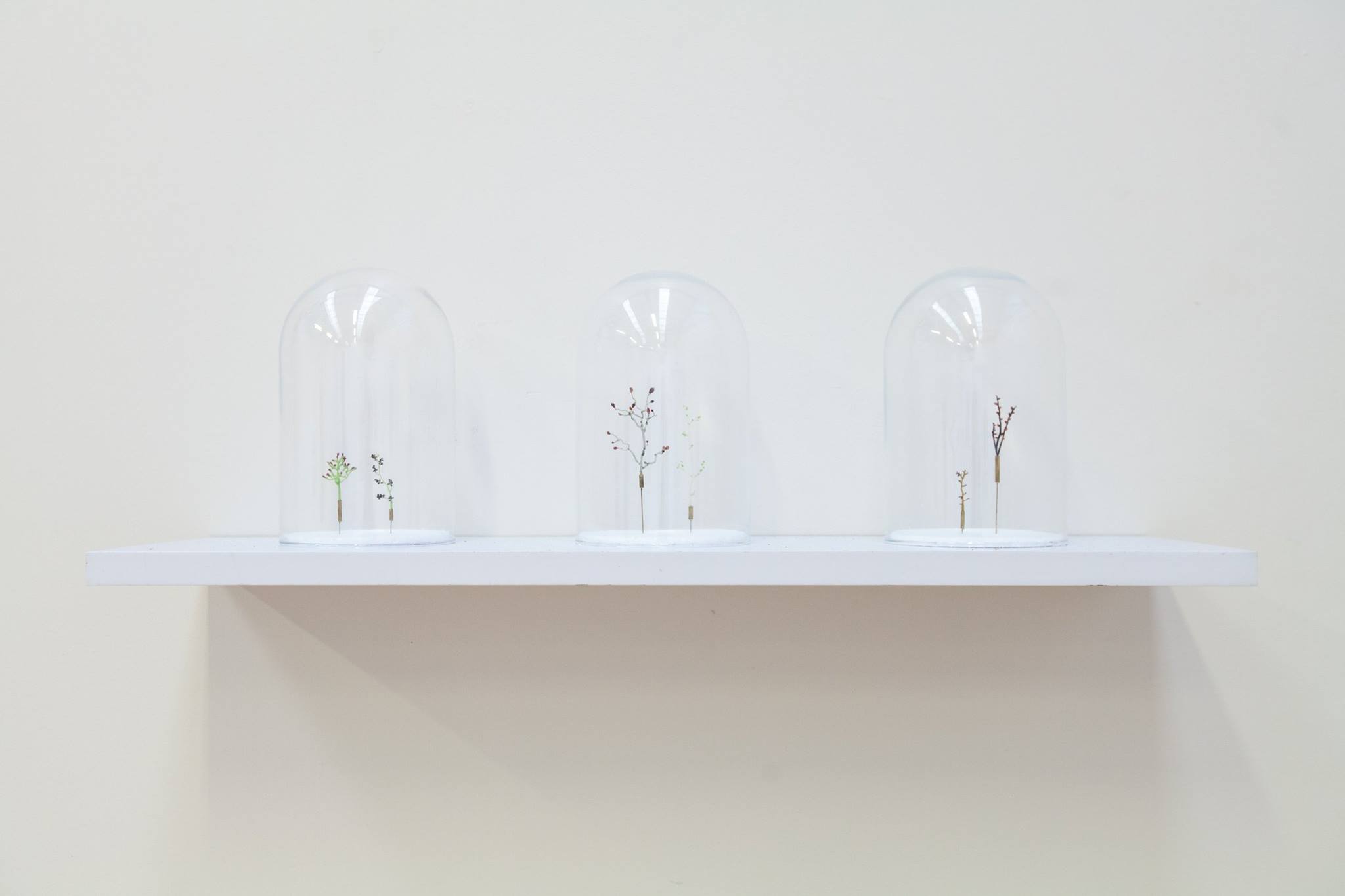 Samantha Dennis_Flora Specimens_2016.jpg