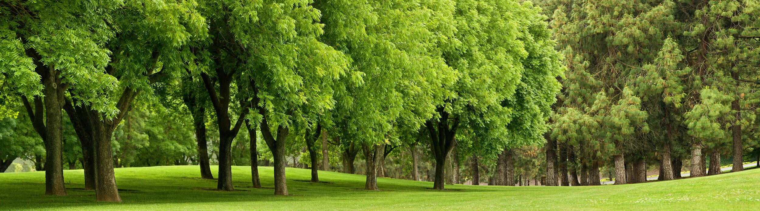 Sacramento International Airport Grove