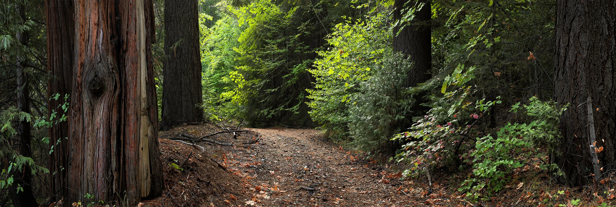 Old Wagon Road Through Forest