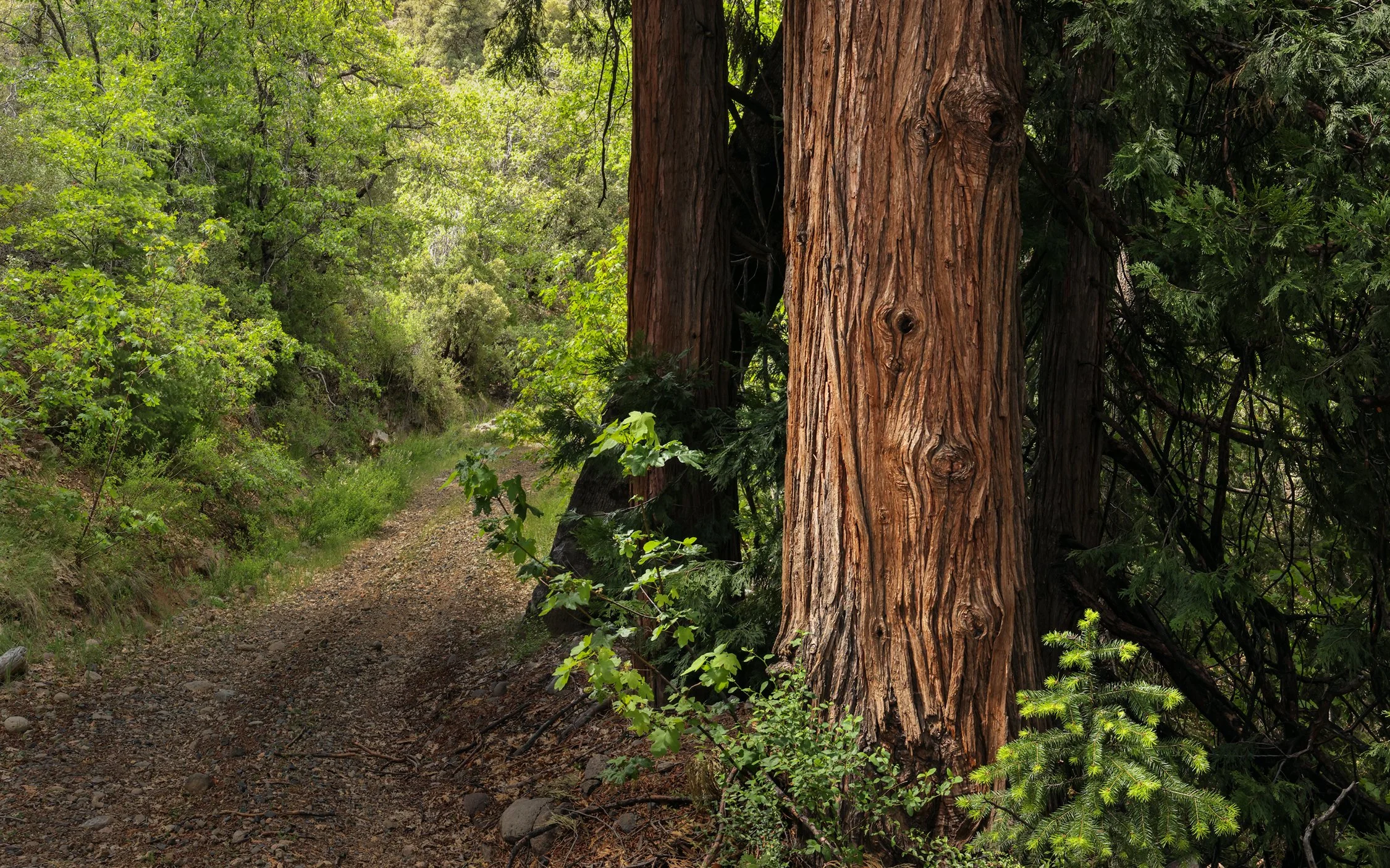 Primitive Road with Cedar