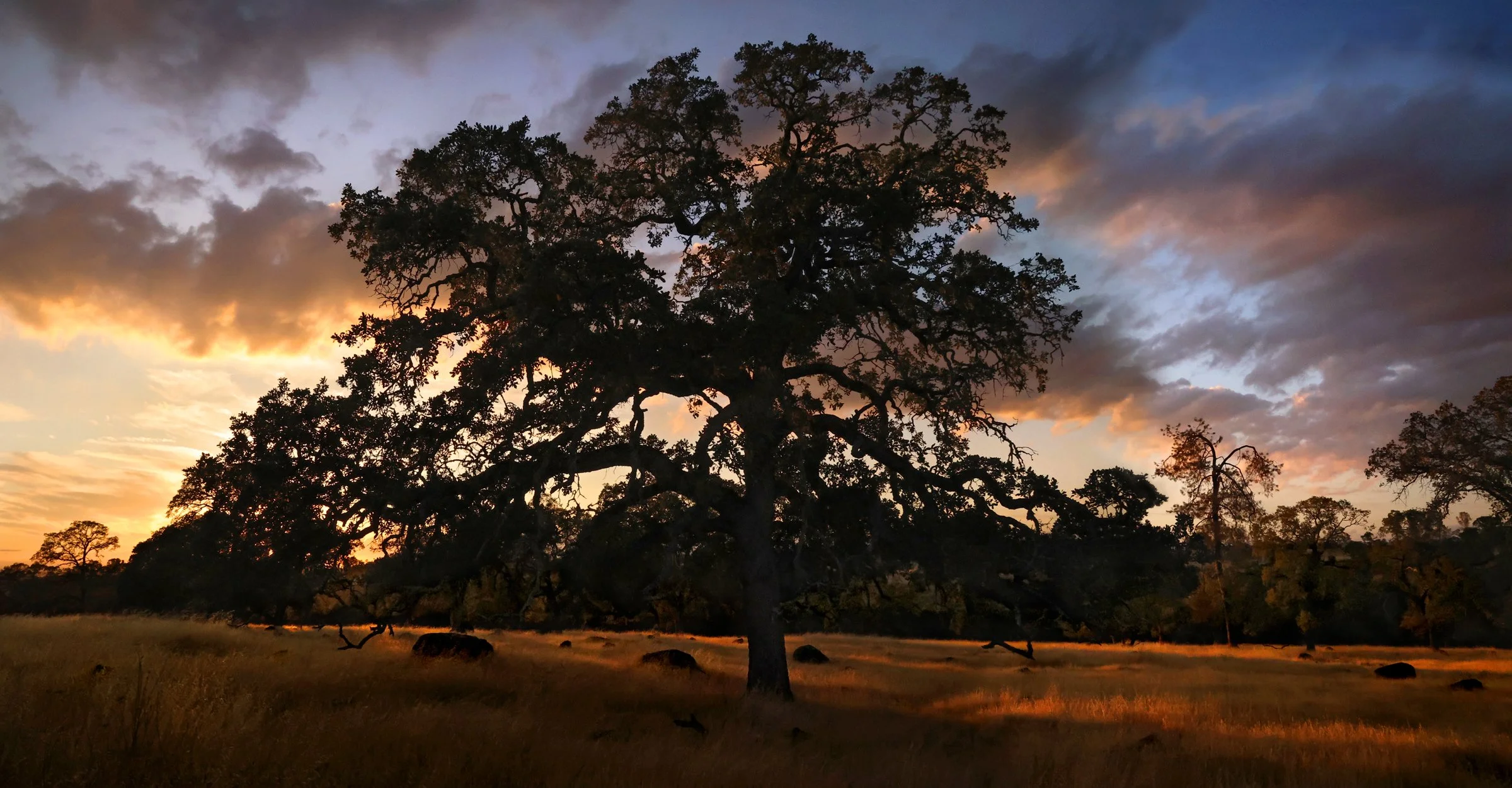 Clark Tunnel Oak South Hill