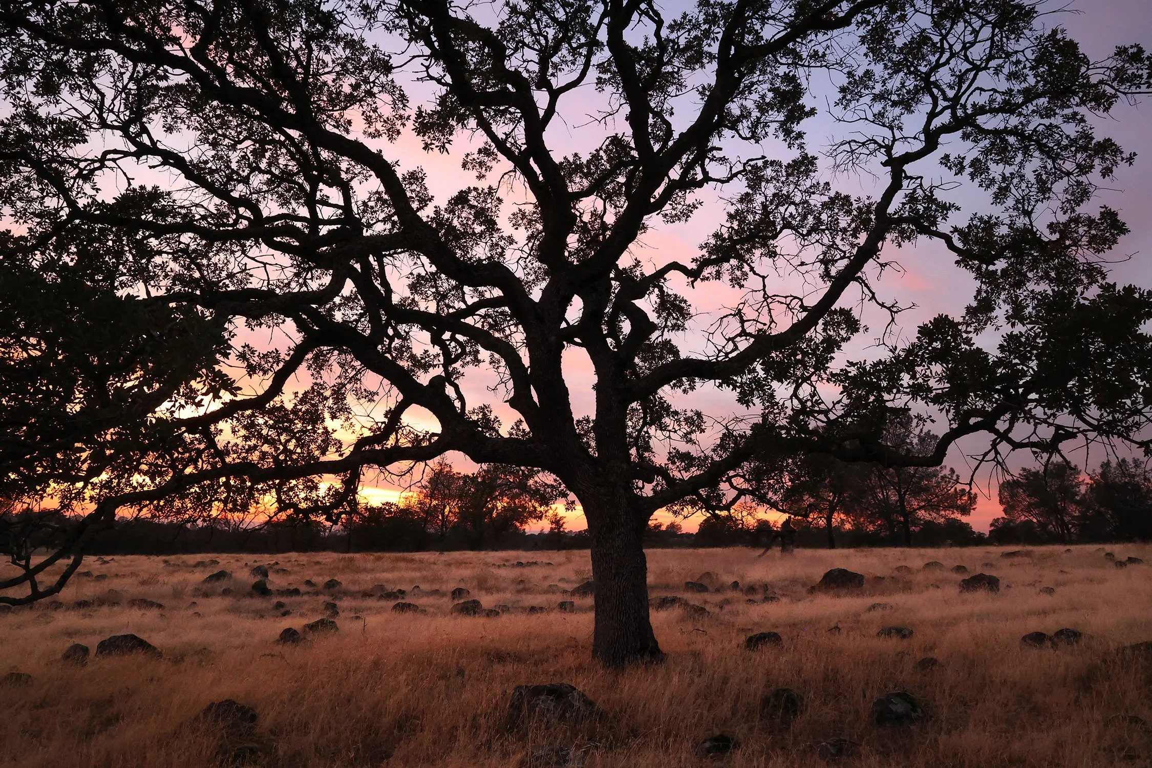 Clark Tunnel Oak 625