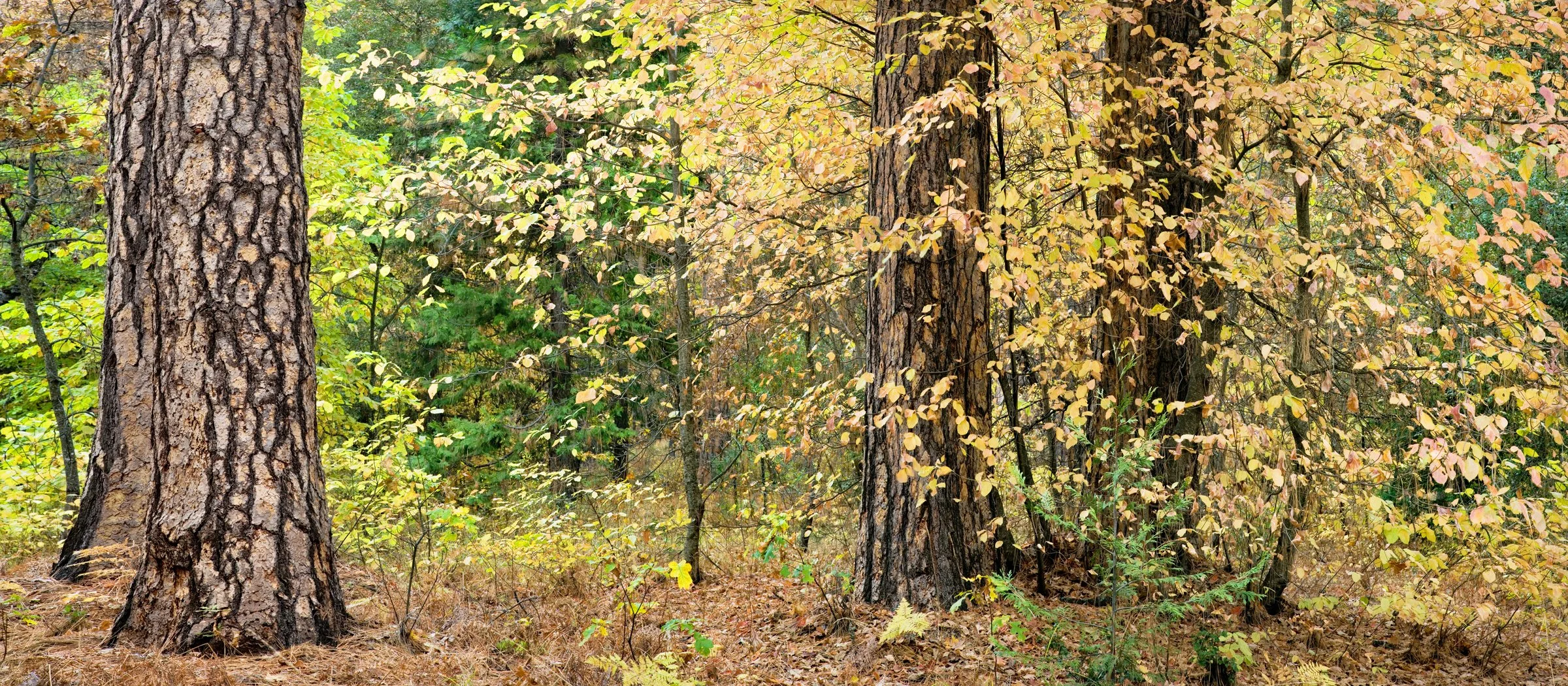 Casa Loma Fall Forest