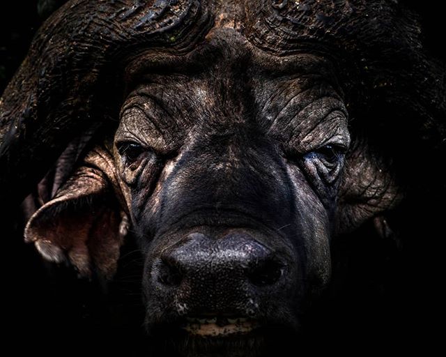 * Buffalo portrait, Aberdare National Park, Kenya *
&zwj;
Matt: &quot;Scarily, this Buffalo really was as close as it looks! Although not intentional (as you would never deliberately get this close to one of the most dangerous animals in Kenya), it w