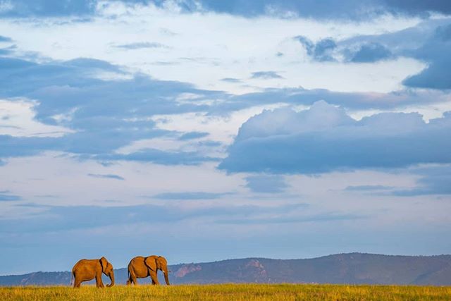 * Elephants on the plains at sunset at El Karama Eco Lodge *
&zwj;
@matthewwilliamsellis &quot;What a way to start our stay in @elkaramaecolodge ! Having been distracted by a herd of buffalo, we were fast running out of light as we approached the pla