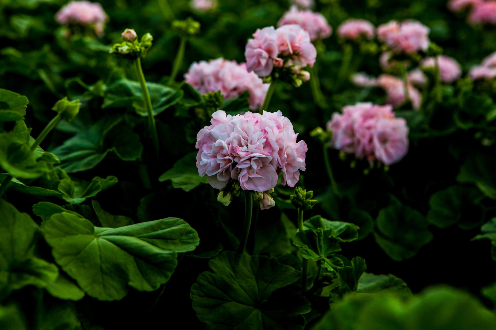 Pelargonia `Dronning Ingrid`