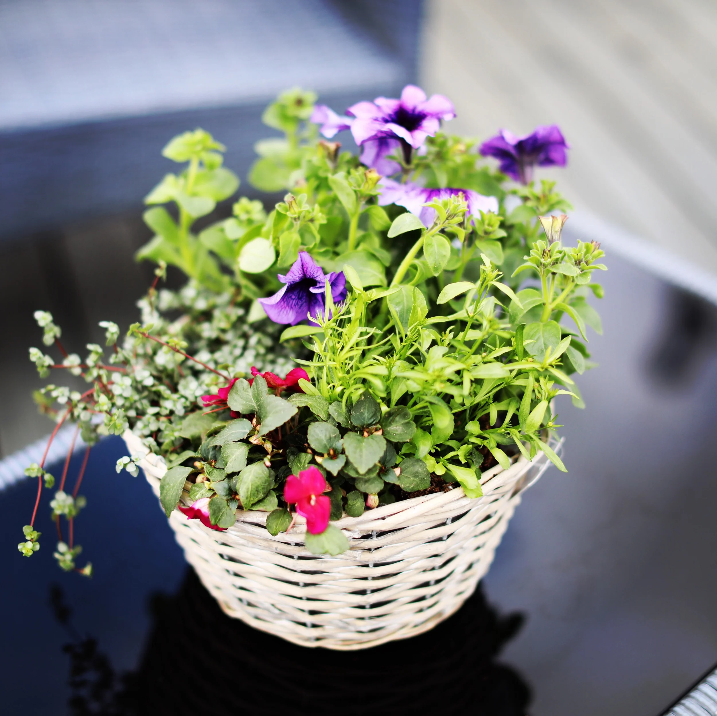 En rusikk kurv med Petunia, Impatiens Imara, Lobelia og Pilea libanensis på et glassbord. 