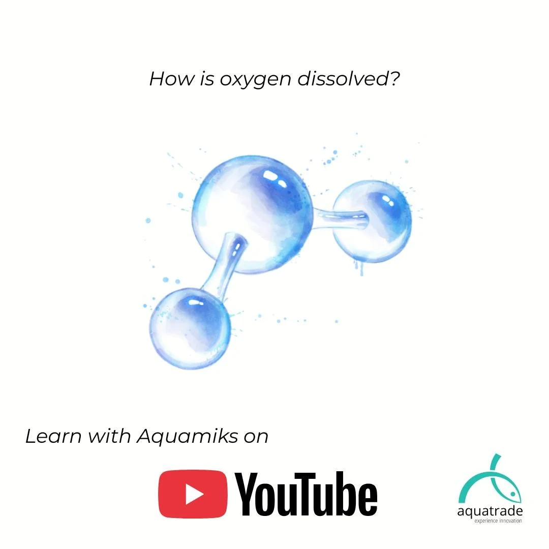 🌊 Oxygen efficiency is often limited by a poor understanding of how oxygen is dissolved in water. 📕 Learn with aquamiks on YouTube!

In many aquaculture systems, oxygen losses don&rsquo;t come from a lack of supply &mdash; but from how oxygen is tr