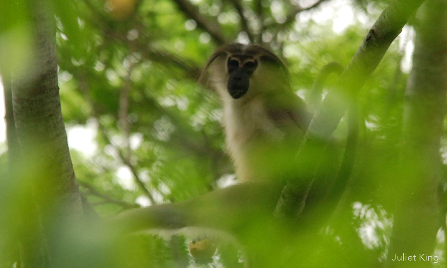 Hope for Endangered Primates at the Coast