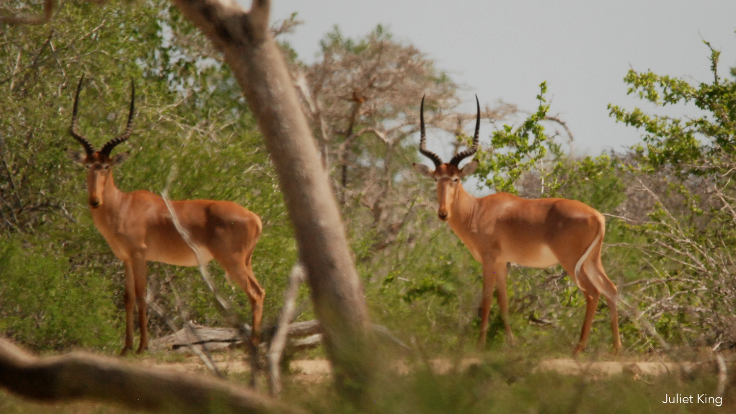 Press Release: Rare Antelope Making a Comeback in Garissa Sanctuary