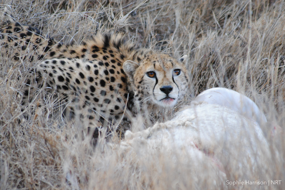 A cheetah with a sheep kill in Laikipia 