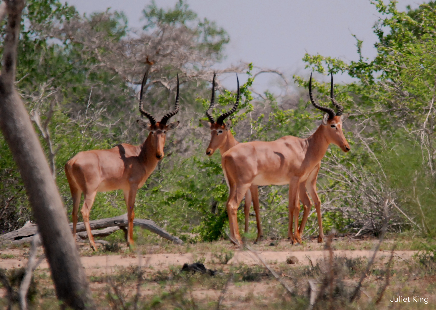 Hirola-Males-Mar18.png