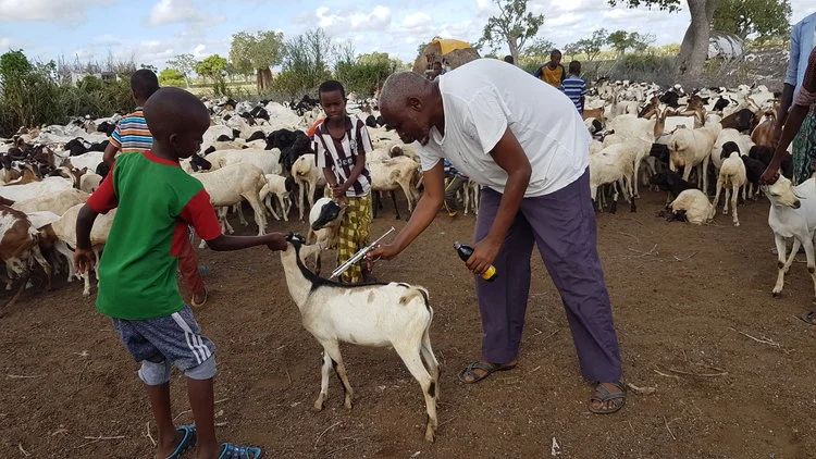 Vaccinations for Livestock Help Protect Hirola