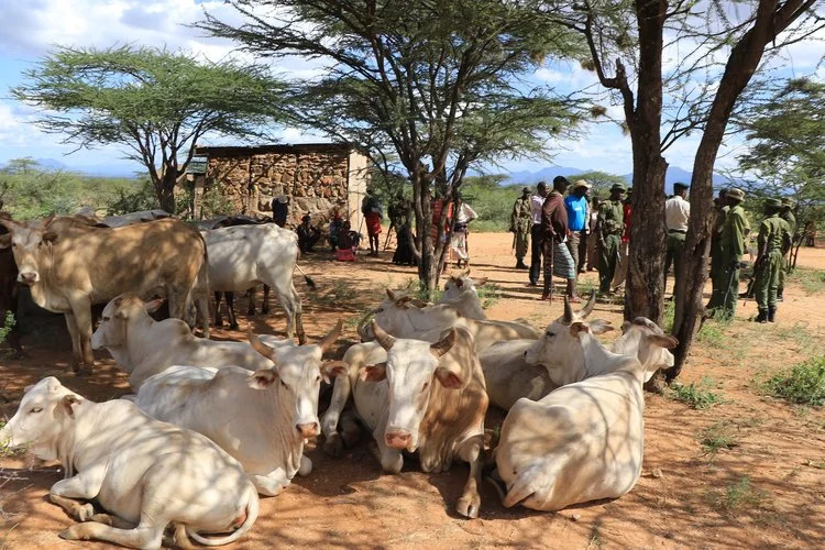 Stolen Cattle Returned in Peaceful Handover Ceremony