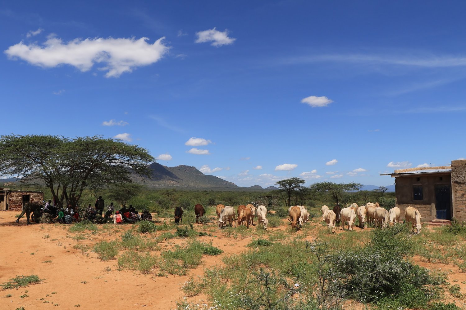 Cattle graze as community elders conduct the handover meeting at Westgate Conservancy