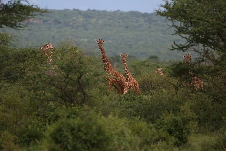 Taronga & Sera Conservancy Establish Photo Database of Sanctuary's Endangered Species