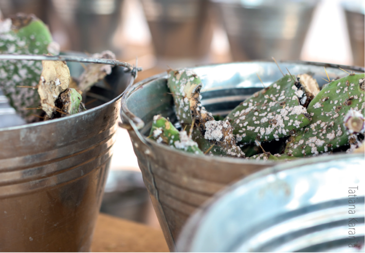 Tackling Aliens in Naibunga