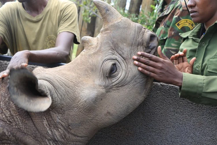 Rescued Rhino Returns to the Wild