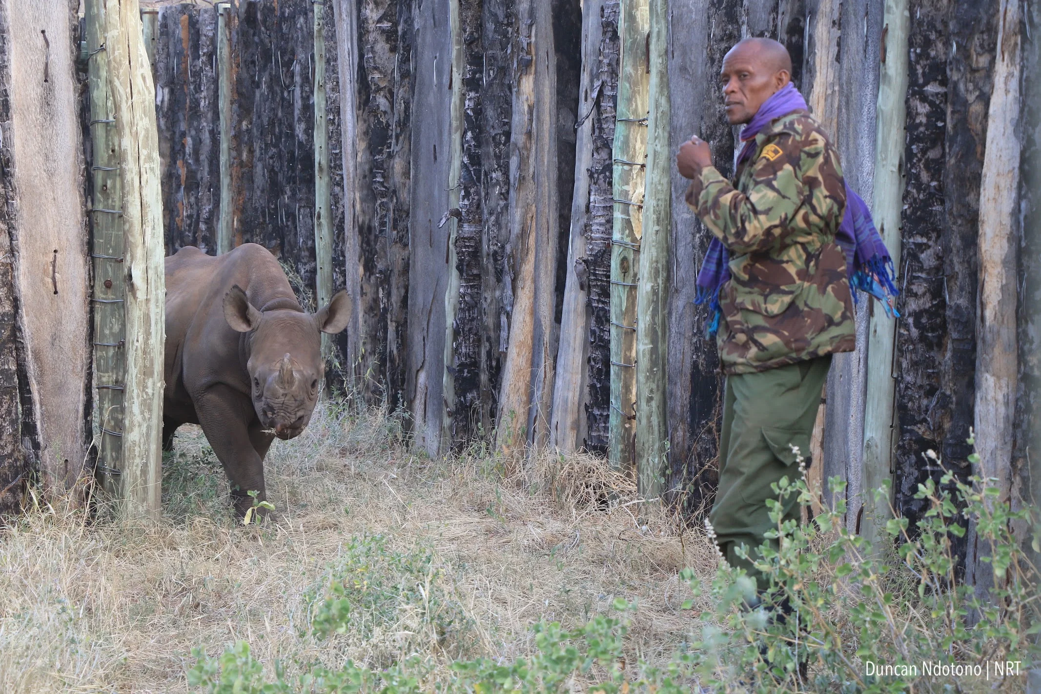 Black rhino calf Loijipu returns to Sera Conservancy 