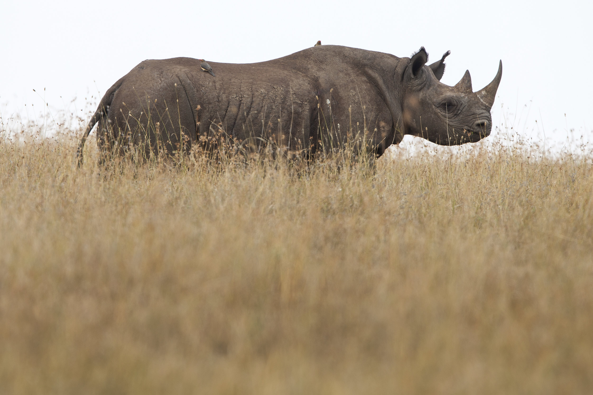 Rhino_Ishaqbini_IUCN_SOS.jpg
