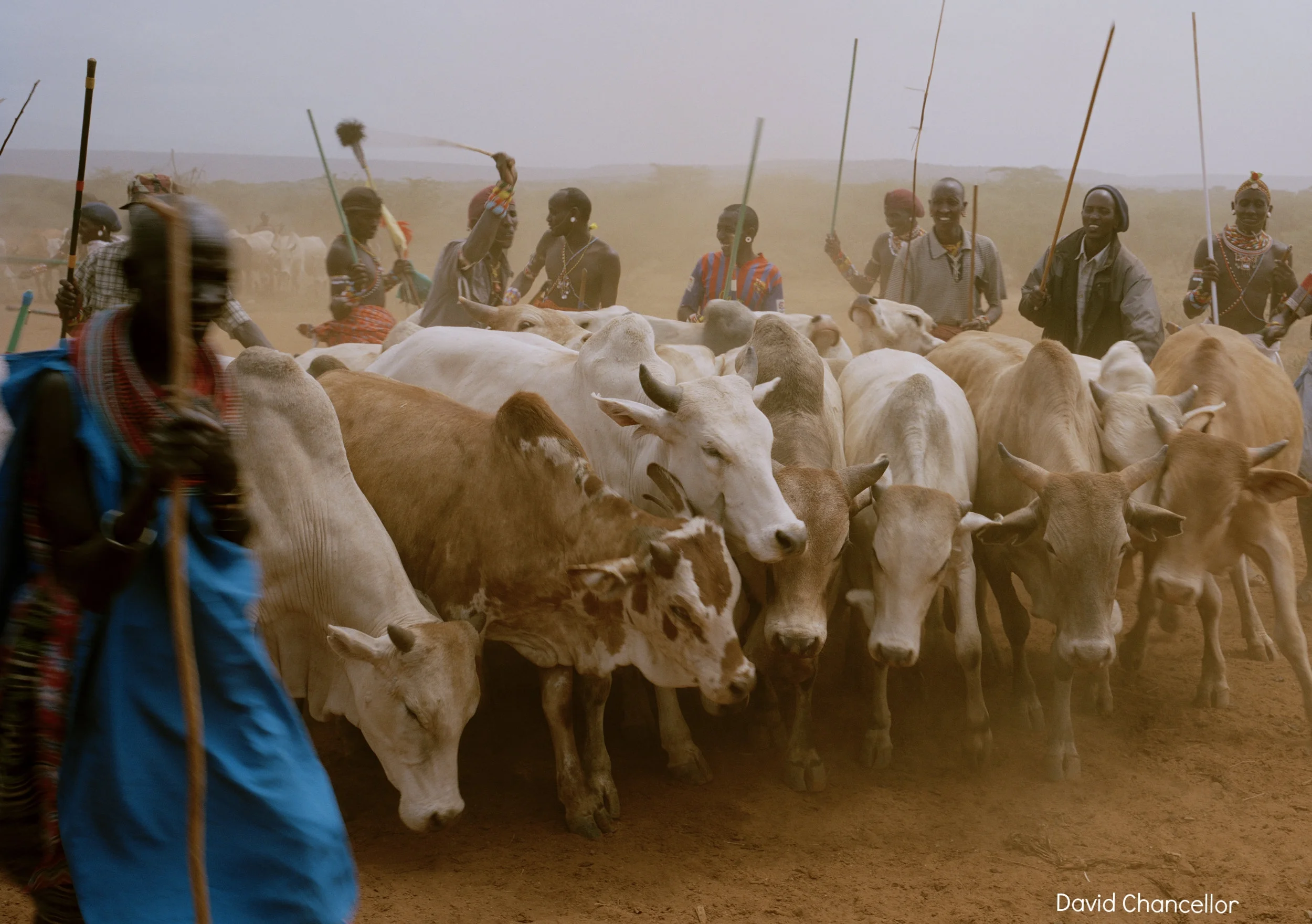 DC 027.41 001 untitled # I, cattle market, meibae community conservancy, nothern kenya-from the series 'with butterflies and warriors'-David Chancellor:INSTITUTE.jpg
