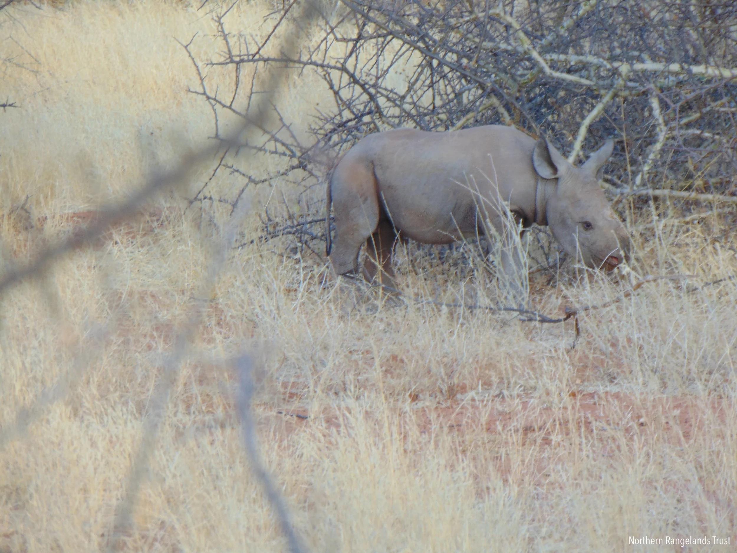 Rhino Calf Born in Sera Rhino Sanctuary