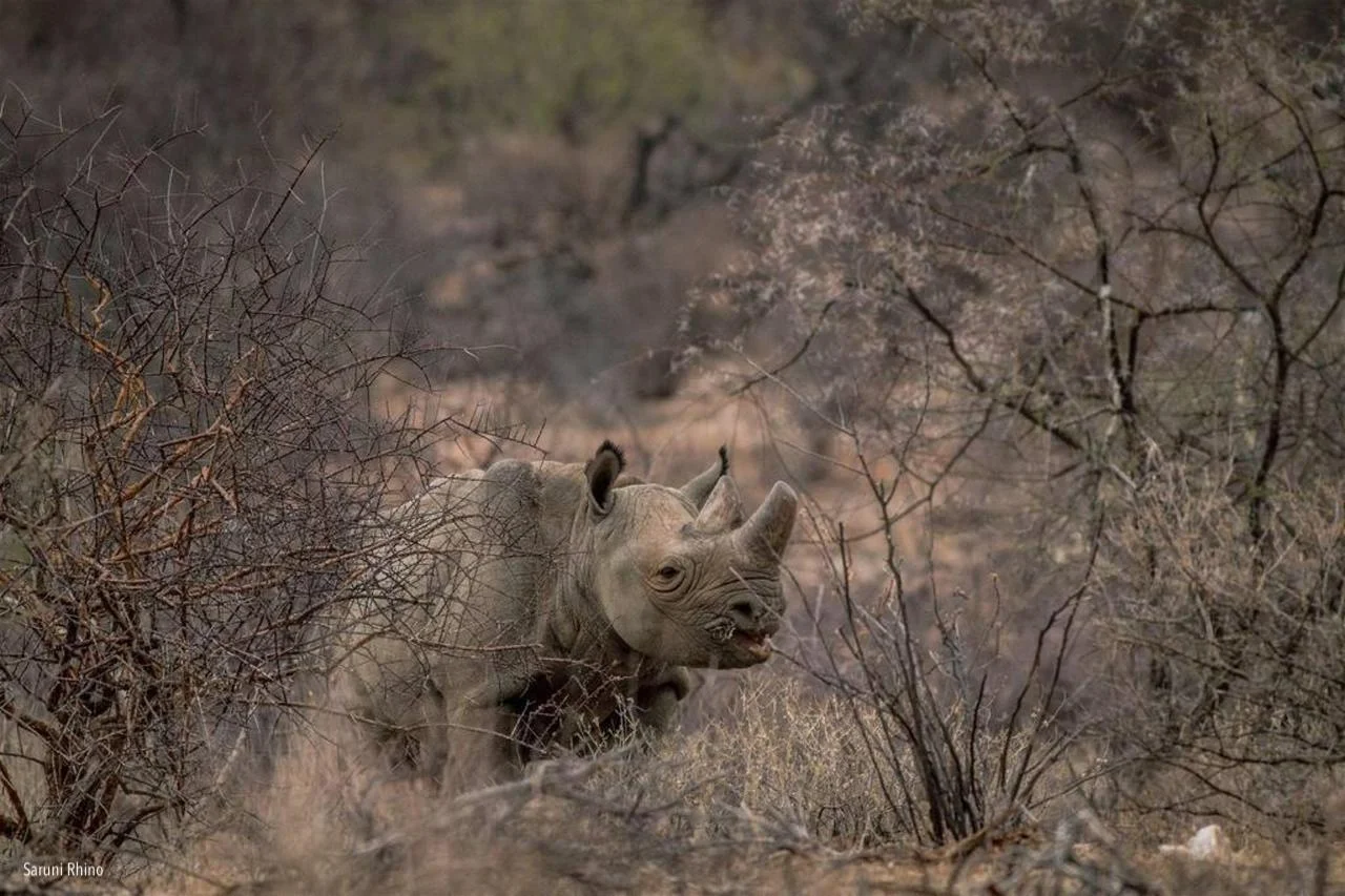 World Rhino Day 2018 - Spotlight on Sera 