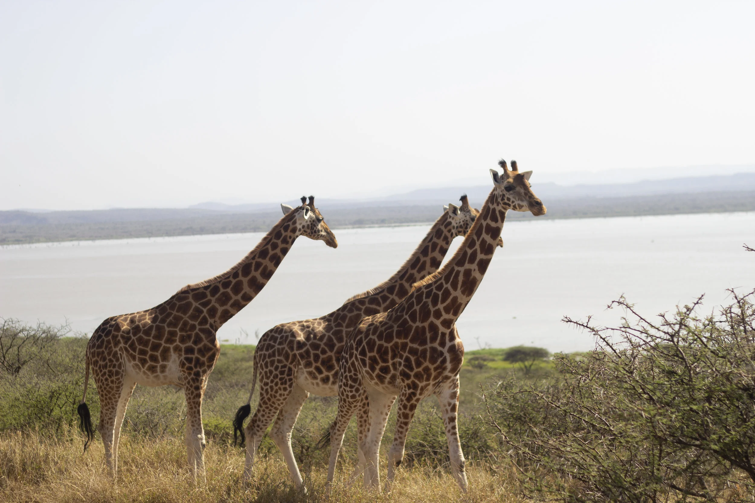Three of Ruko’s Rothschild giraffes, who were transported to the island by boat in 2012. Photo: Ivy Wairimu
