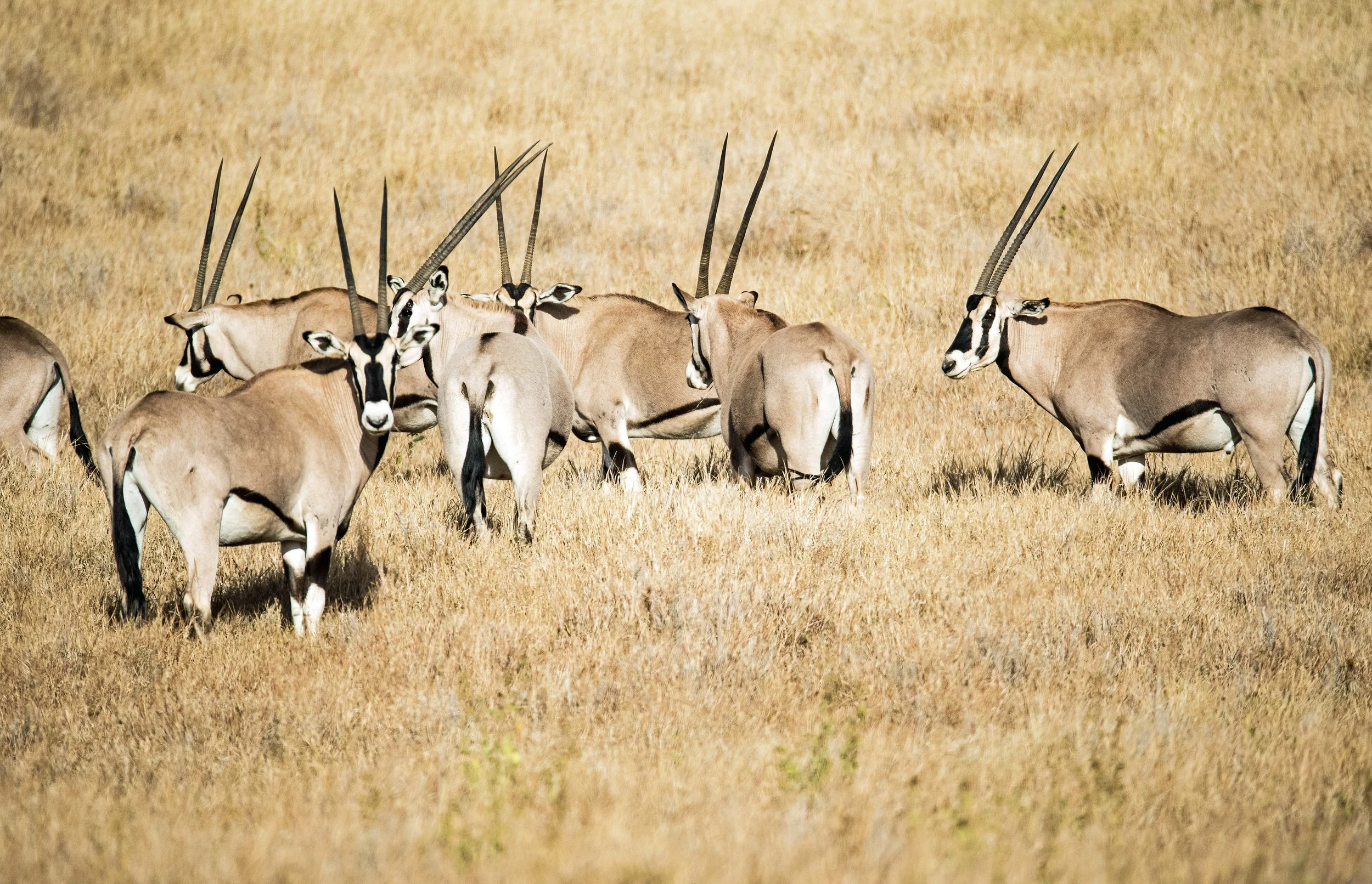 Beisa Oryx Population on the Rise in Nakuprat-Gotu 