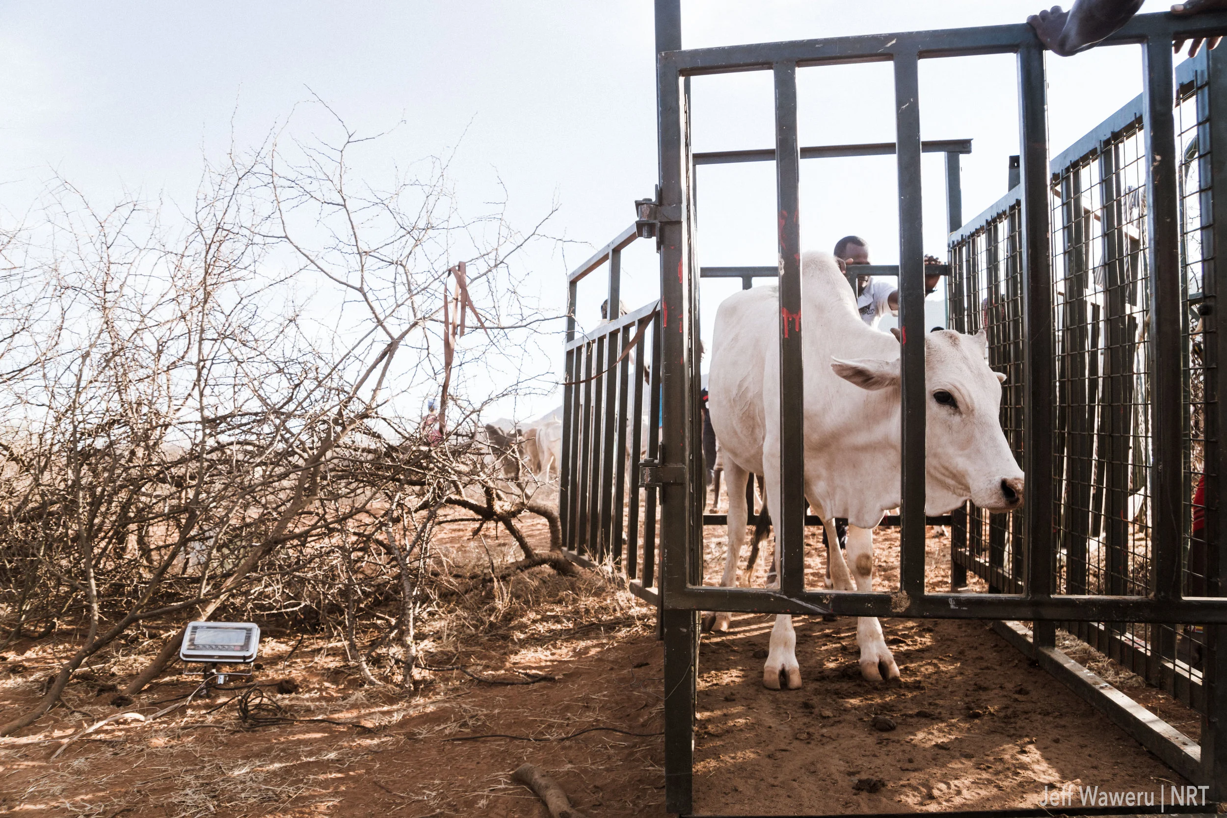 Cattle were microchipped and each weighed in a mobile weighing scale