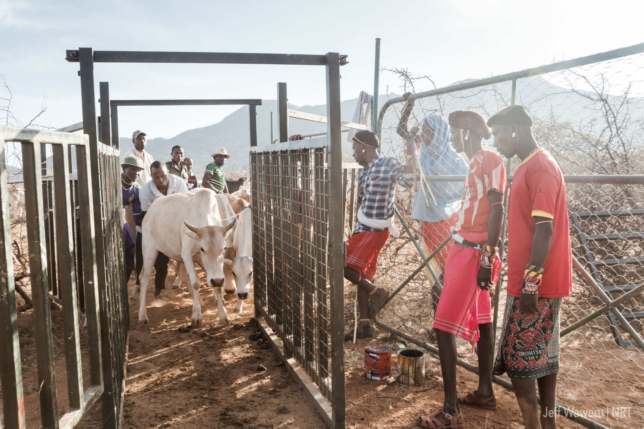 Pioneering Pastoralists: A Westgate Feeding Trial 