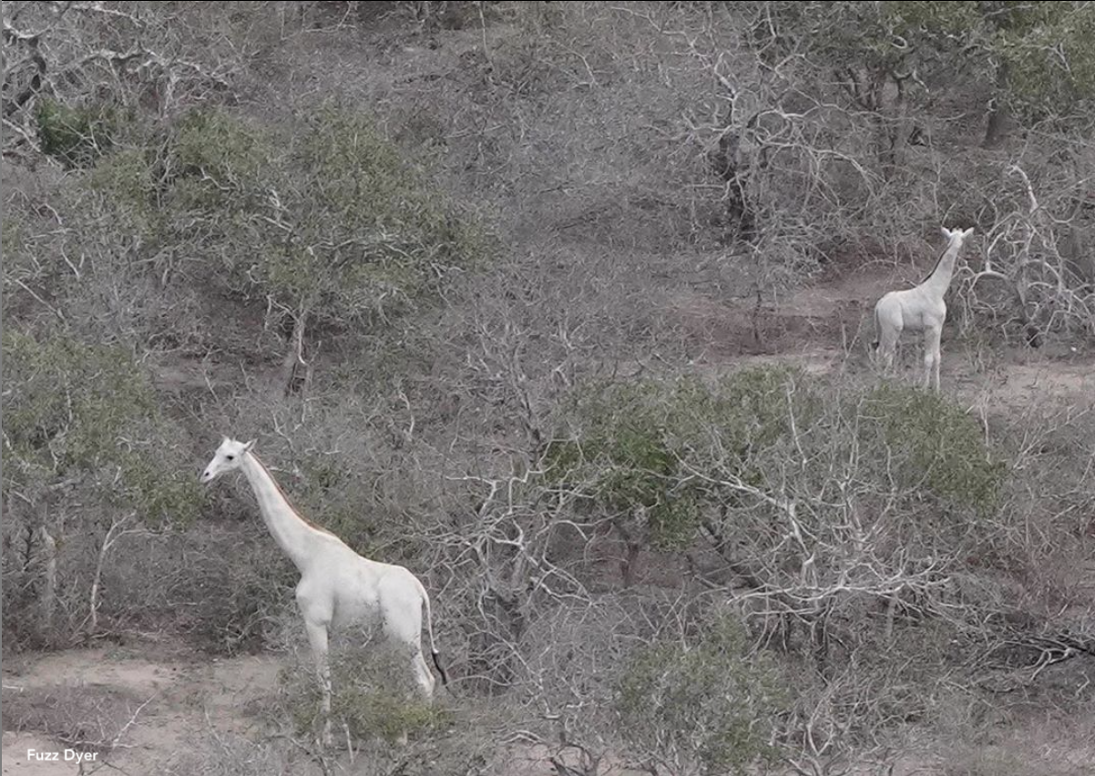 The White Giraffes of Ishaqbini