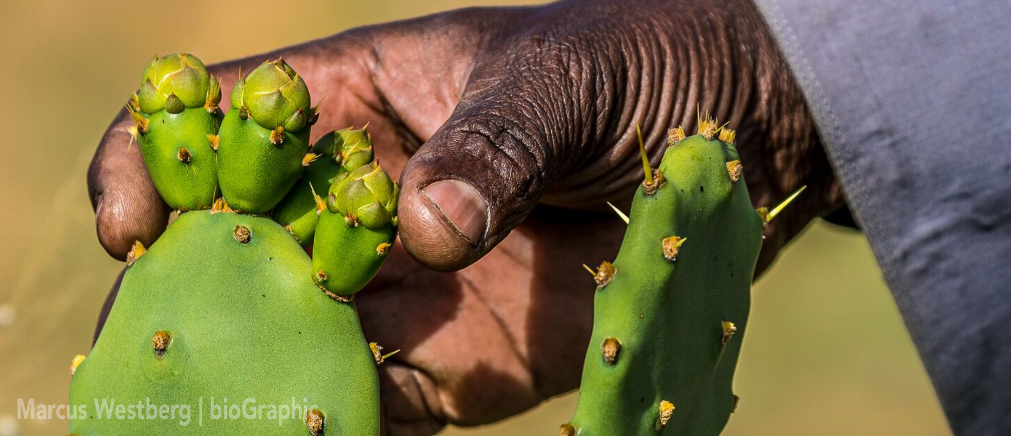 CactusClose.png