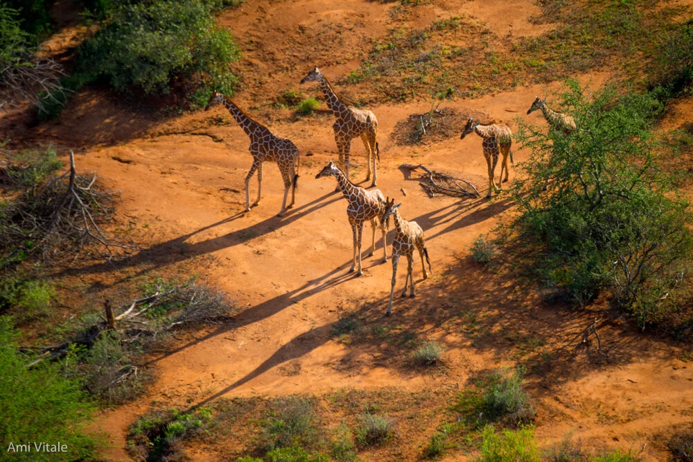 AV_Giraffe20.jpg