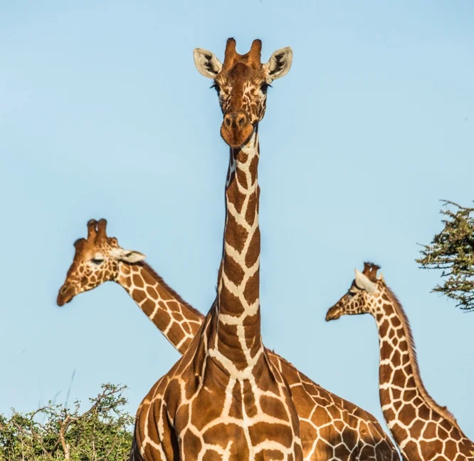 Stopping The Silent Extinction