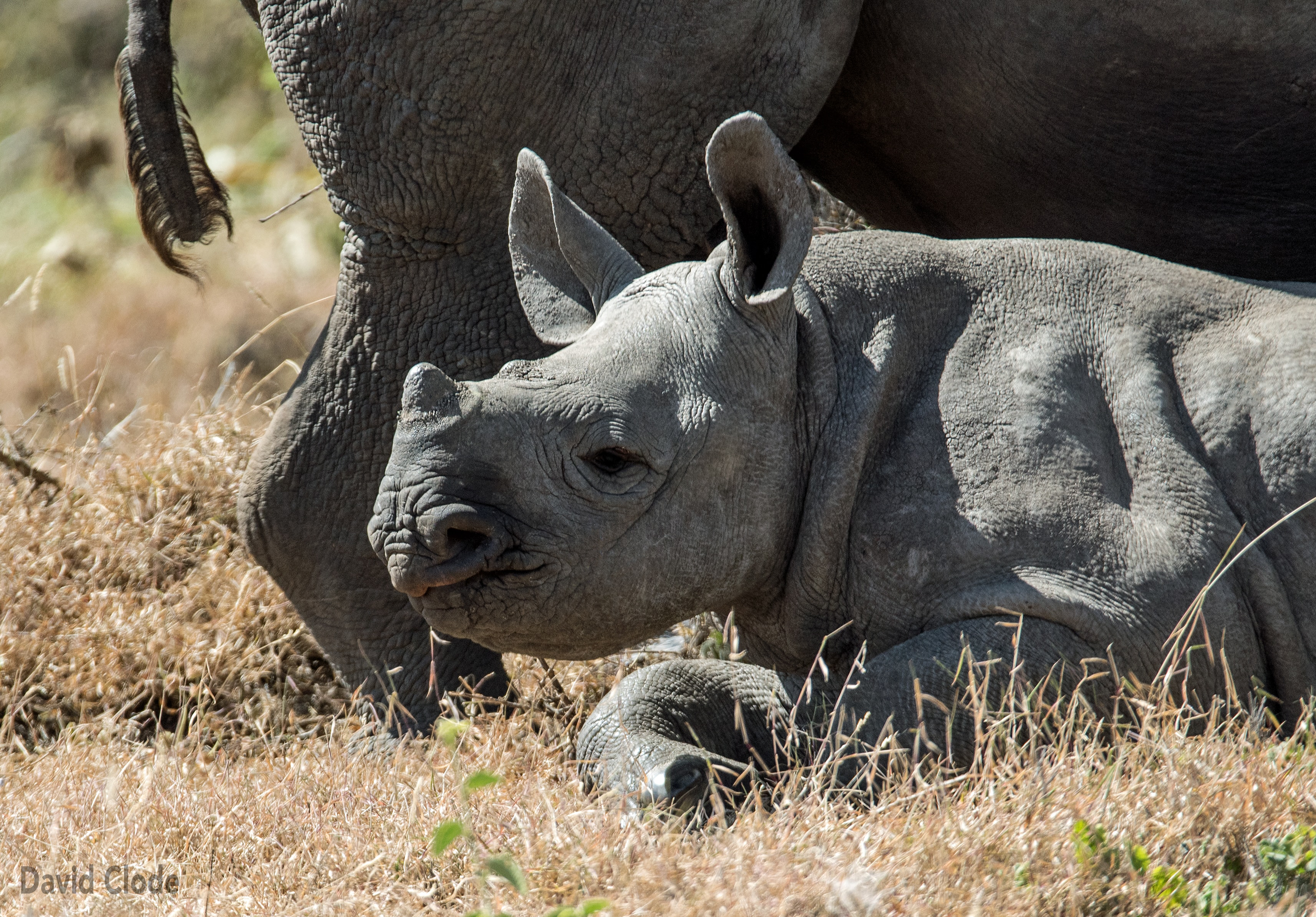Sixth Black Rhino Calf Born In Sera Rhino Sanctuary